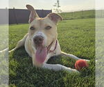Small #29 American Pit Bull Terrier Mix