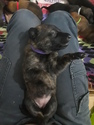 Small Photo #4 Belgian Malinois-Dutch Shepherd Dog Mix Puppy For Sale in CUTLER BAY, FL, USA