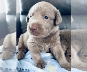Labrador Retriever Puppy for sale in LAWRENCEBURG, KY, USA