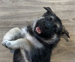 Puppy Puppy 3 Grey German Shepherd Dog