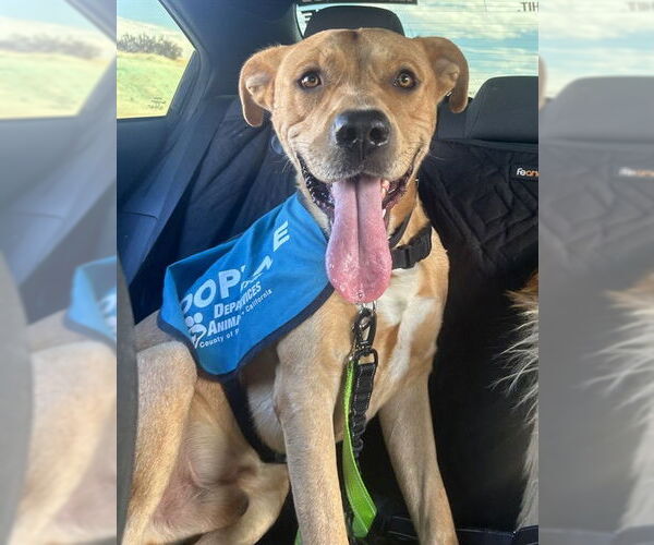 Medium Photo #1 Labrador Retriever-Unknown Mix Puppy For Sale in Riverside, CA, USA