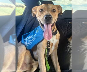 Labrador Retriever-Unknown Mix Dogs for adoption in Riverside, CA, USA