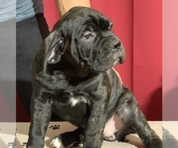 Medium Photo #44 Cane Corso Puppy For Sale in COTTAGE GROVE, OR, USA