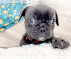 French Bulldog Puppy for sale in NEWARK, TX, USA