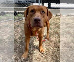 Labrador Retriever-Unknown Mix Dogs for adoption in Tulsa, OK, USA