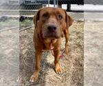 Small Labrador Retriever Mix