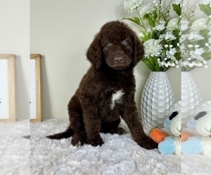 Labradoodle Puppy for sale in GREENFIELD, IN, USA