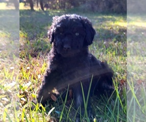 Aussiedoodle-Poodle (Standard) Mix Puppy for sale in ARCHDALE, NC, USA