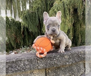 French Bulldog Puppy for Sale in MIDDLEBURY, Indiana USA