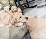 Small #9 Golden Retriever