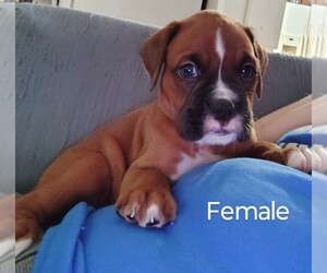 Boxer Puppy for sale in FOUNTAIN INN, SC, USA