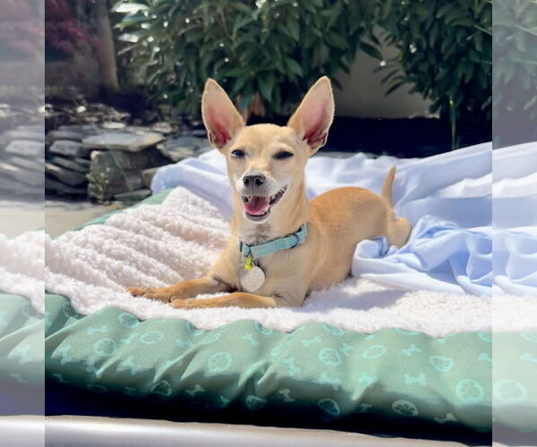 Medium Photo #14 Chihuahua Puppy For Sale in Oakhurst, NJ, USA