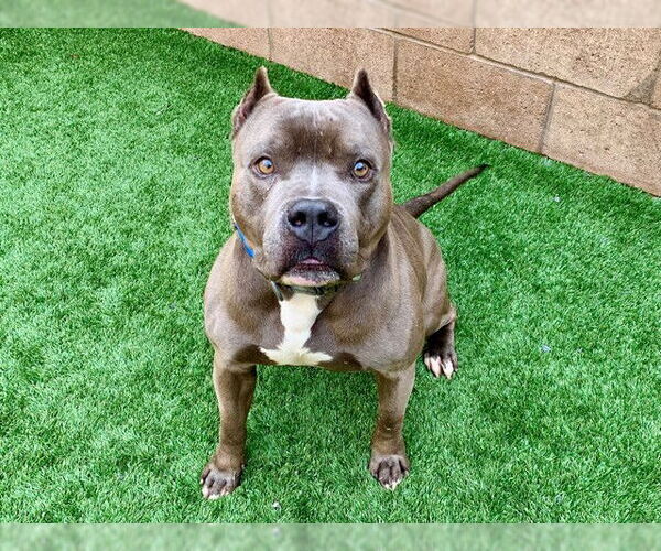 Medium Photo #2 Mutt Puppy For Sale in Moreno Valley, CA, USA