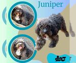 Small Poodle (Miniature) Mix