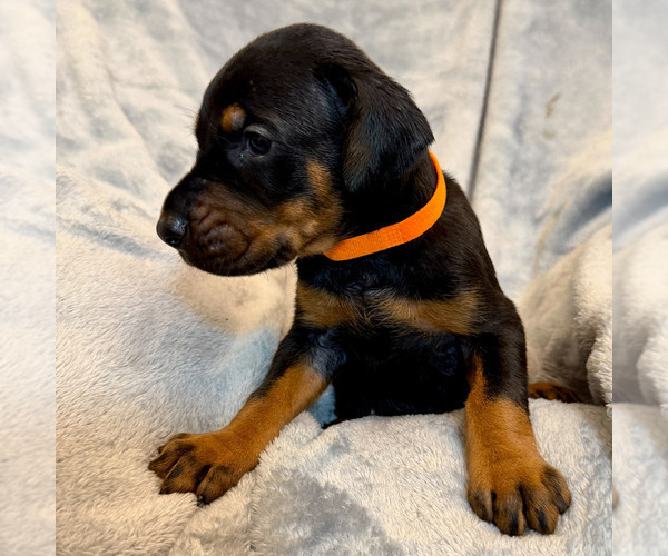 Medium Photo #6 Doberman Pinscher Puppy For Sale in LAKELAND, FL, USA