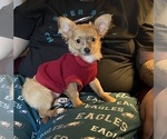 Small #1 Chihuahua
