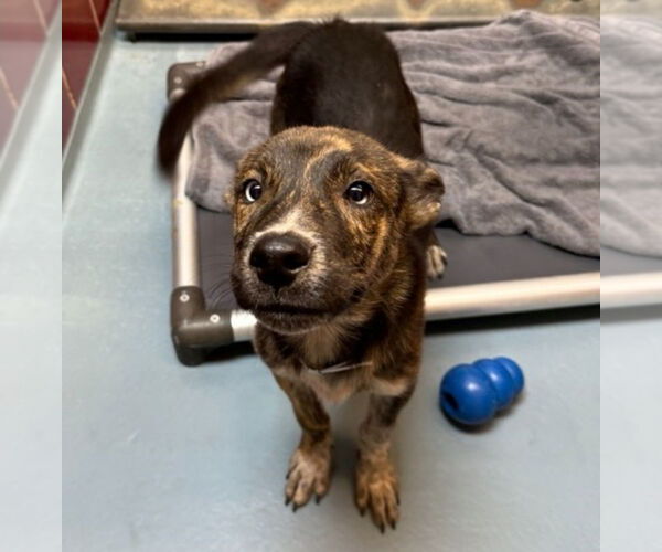 Medium Photo #2 Mutt Puppy For Sale in Lakewood, CO, USA