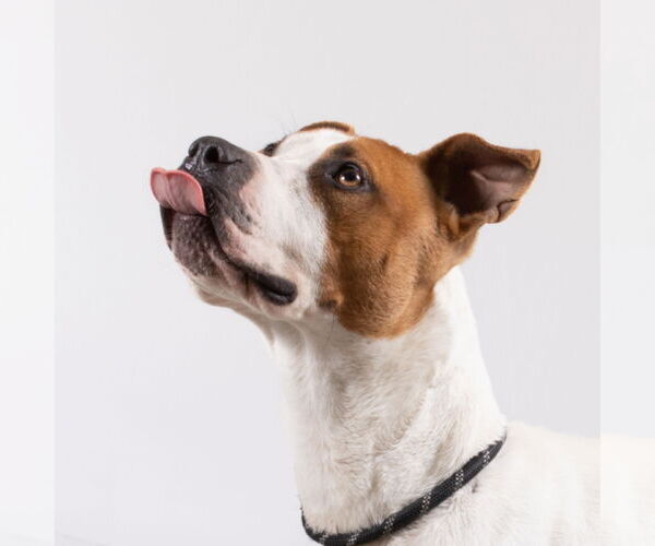 Medium Photo #1 Mutt Puppy For Sale in Rowlett, TX, USA