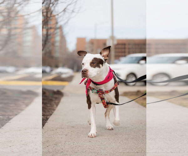 Medium Photo #18 American Pit Bull Terrier-Unknown Mix Puppy For Sale in Alexandria, VA, USA