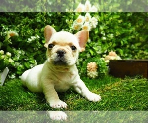 French Bulldog Puppy for sale in LONG ISLAND CITY, NY, USA