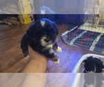 Small #7 Shih Apso