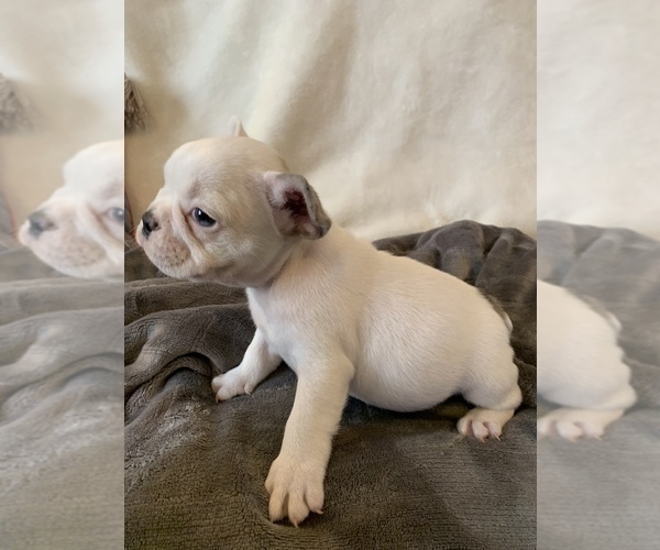 Medium Photo #11 French Bulldog Puppy For Sale in JOHNS ISLAND, SC, USA