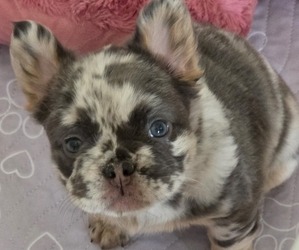 Medium French Bulldog