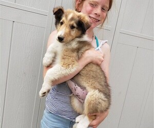 Collie Puppy for sale in MILTON, WI, USA