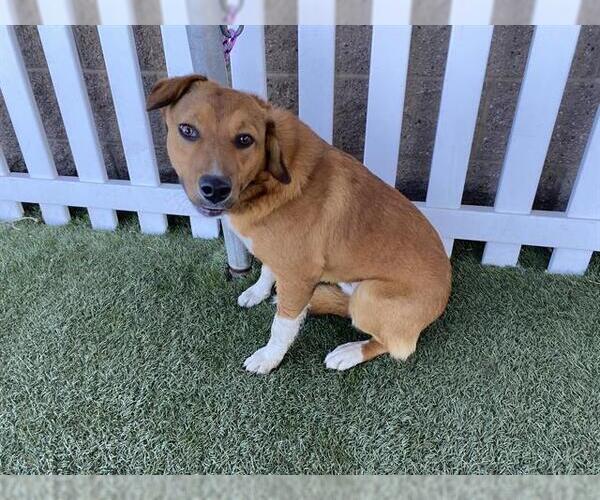 Medium Photo #1 German Shepherd Dog-Staffordshire Bull Terrier Mix Puppy For Sale in Modesto, CA, USA