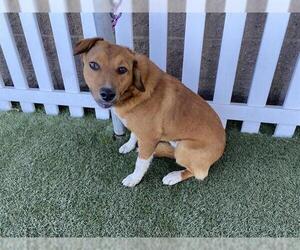 German Shepherd Dog-Staffordshire Bull Terrier Mix Dogs for adoption in Modesto, CA, USA