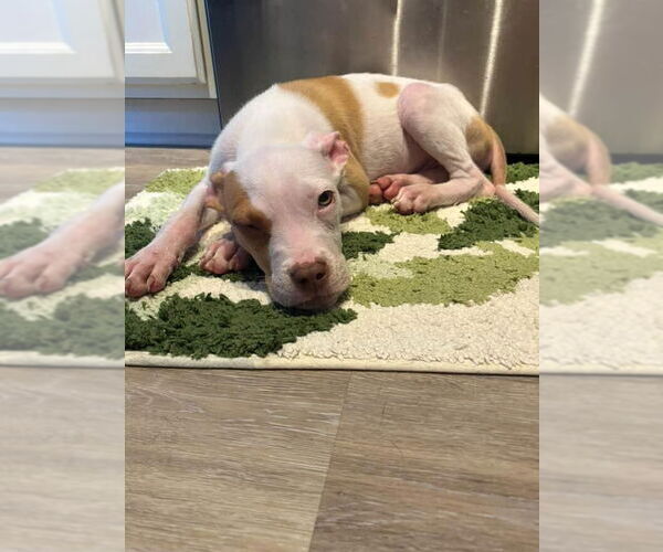 Medium Photo #4 American Pit Bull Terrier-Unknown Mix Puppy For Sale in Brooklyn, NY, USA