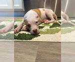 Small #3 American Pit Bull Terrier Mix
