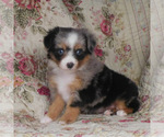 Small Photo #13 Miniature Australian Shepherd Puppy For Sale in HARRISON, OH, USA