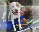 Small #7 American Staffordshire Terrier-Labrador Retriever Mix