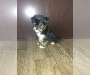 Yorkshire Terrier Puppy for sale in LAPEER, MI, USA