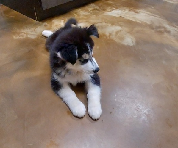 Medium Photo #7 Siberian Husky Puppy For Sale in OLIVE BRANCH, MS, USA