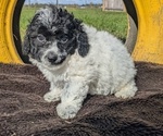 Puppy Nitro Poodle (Miniature)