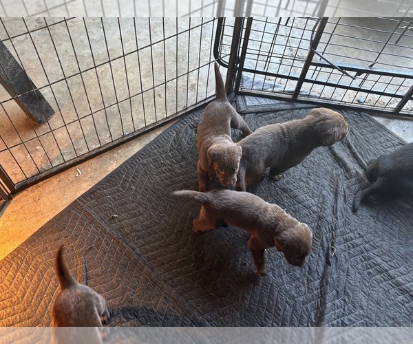 Medium Photo #5 Labrador Retriever Puppy For Sale in WEST COVINA, CA, USA