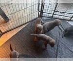 Small Photo #5 Labrador Retriever Puppy For Sale in WEST COVINA, CA, USA