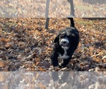 Small Photo #6 Aussiedoodle Puppy For Sale in CROWN POINT, IN, USA