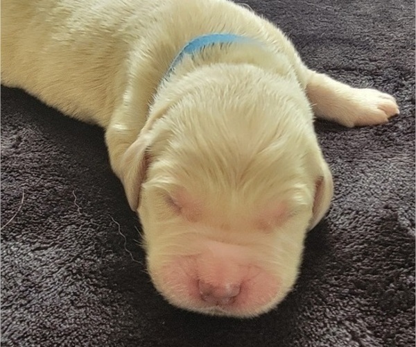 Medium Photo #2 Golden Retriever Puppy For Sale in SPARTA, NC, USA