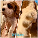 Small Photo #11 Cavalier King Charles Spaniel Puppy For Sale in LEICESTER, NC, USA