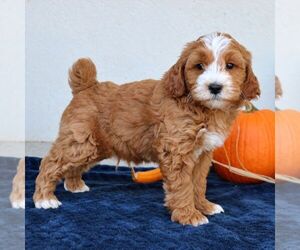 Goldendoodle (Miniature) Puppy for sale in LEOLA, PA, USA