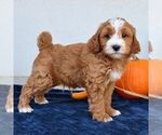 Image preview for Ad Listing. Nickname: Max