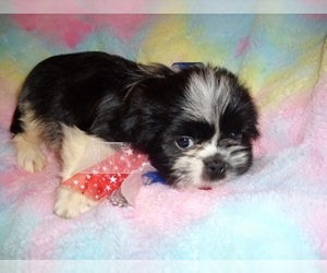 Shih Tzu Puppy for sale in JACKSON, MS, USA