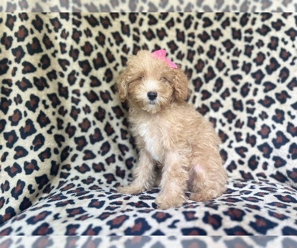 Medium Photo #2 Cavapoo Puppy For Sale in LAKELAND, FL, USA
