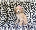 Small #1 Cavapoo