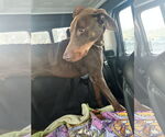Small #7 Doberman Pinscher