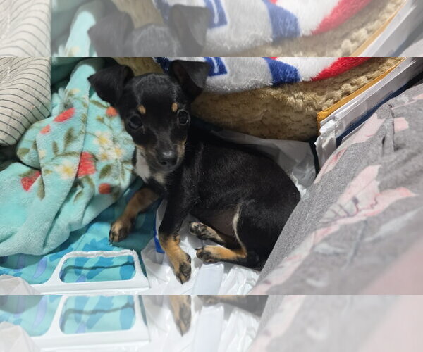 Medium Photo #3 Miniature Pinscher-Unknown Mix Puppy For Sale in Grafton, WI, USA
