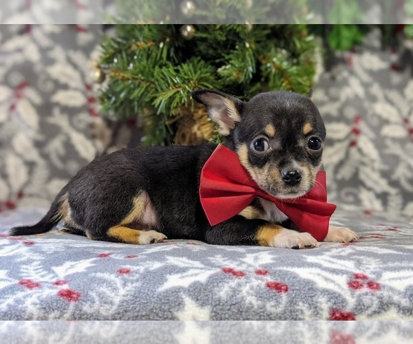 Medium Photo #3 Chihuahua Puppy For Sale in KIRKWOOD, PA, USA